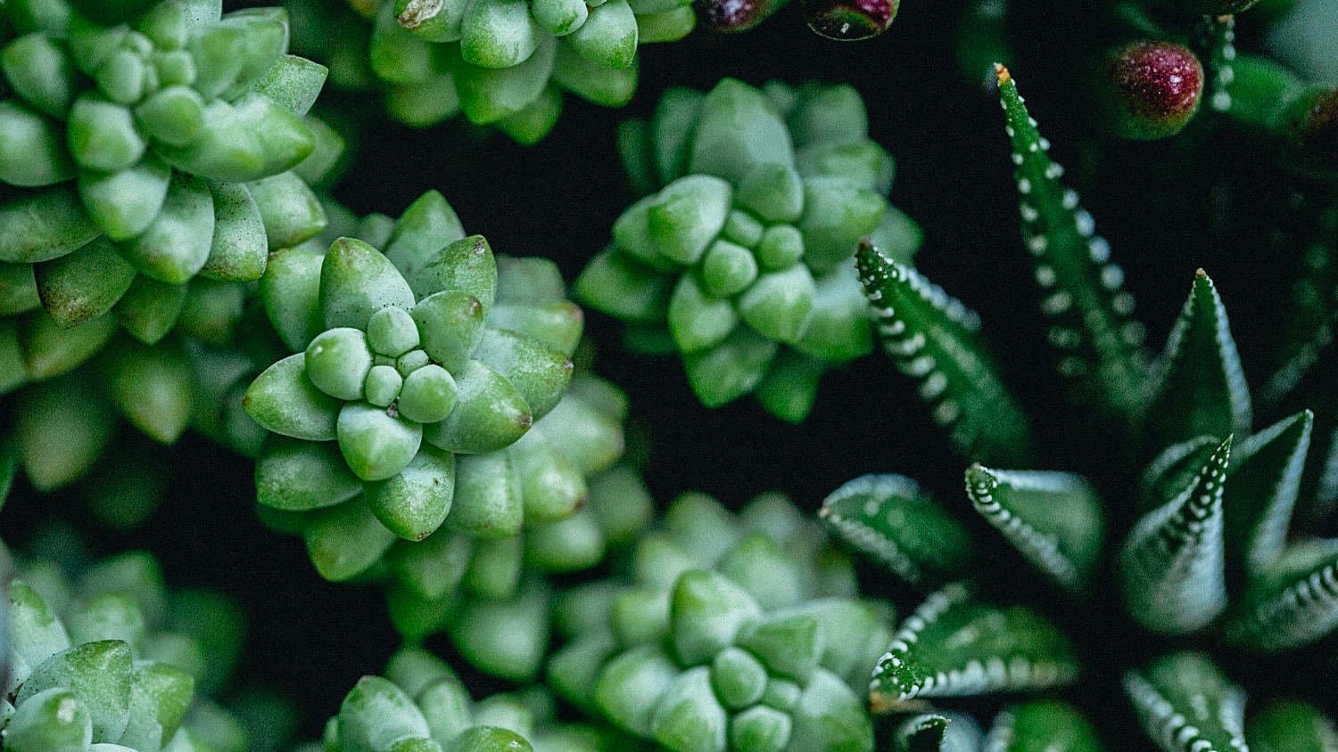 3 Must Grow Succulents