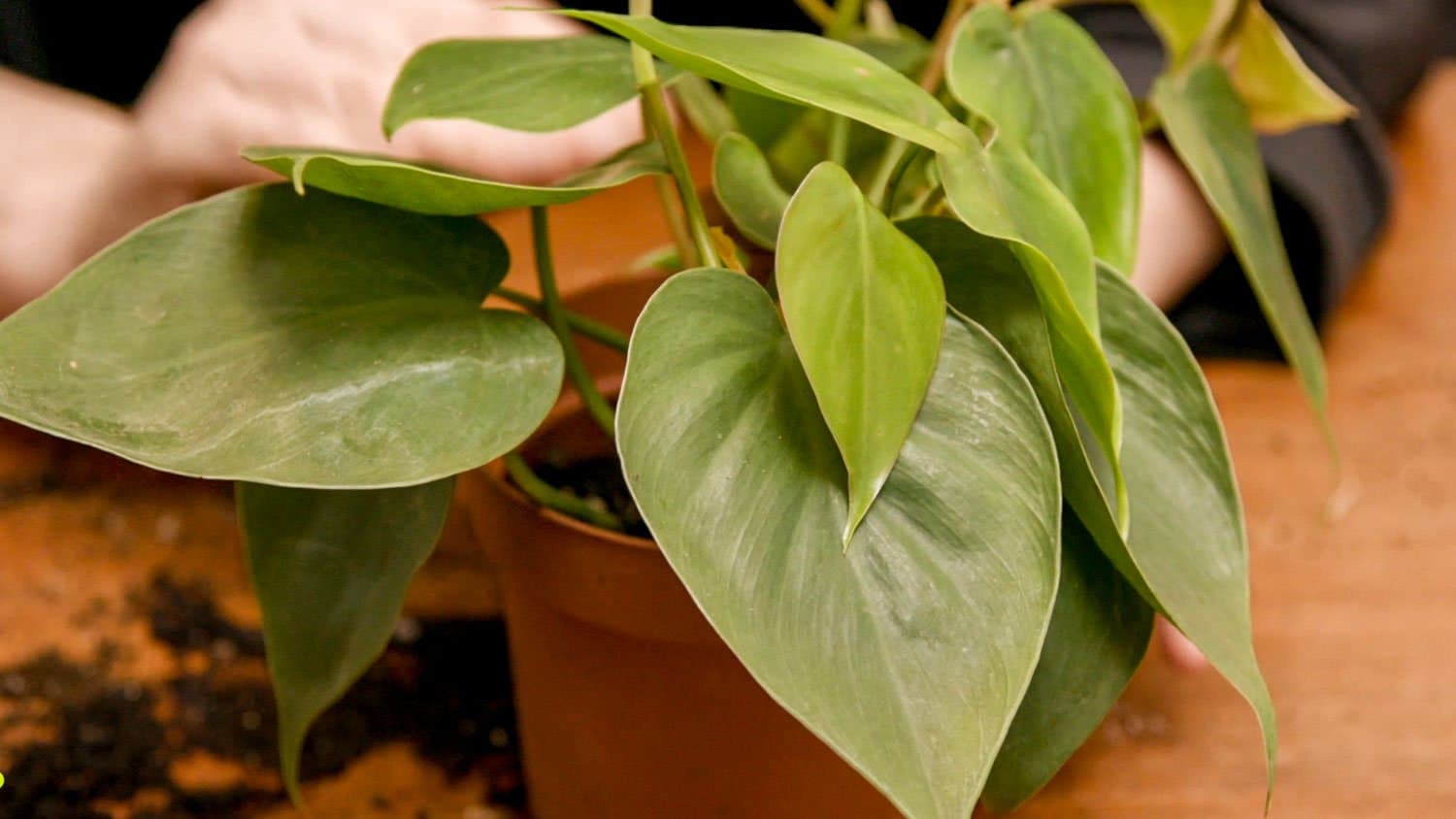 Acclimatizing your houseplants