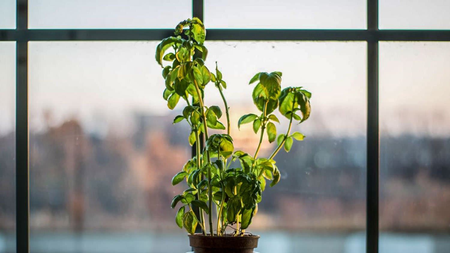 Growing Basil Indoors