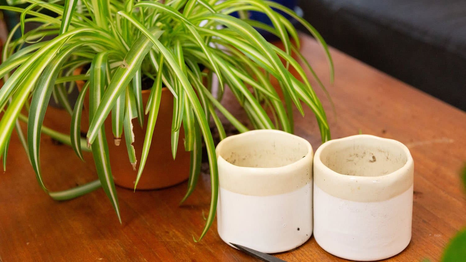 Combining spider plants
