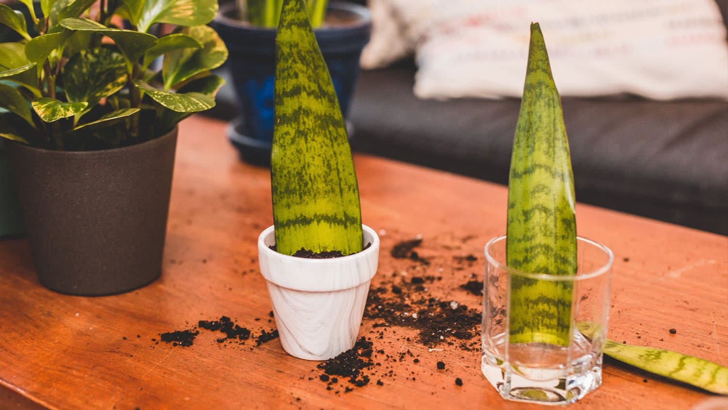 Snake Plant Propagation