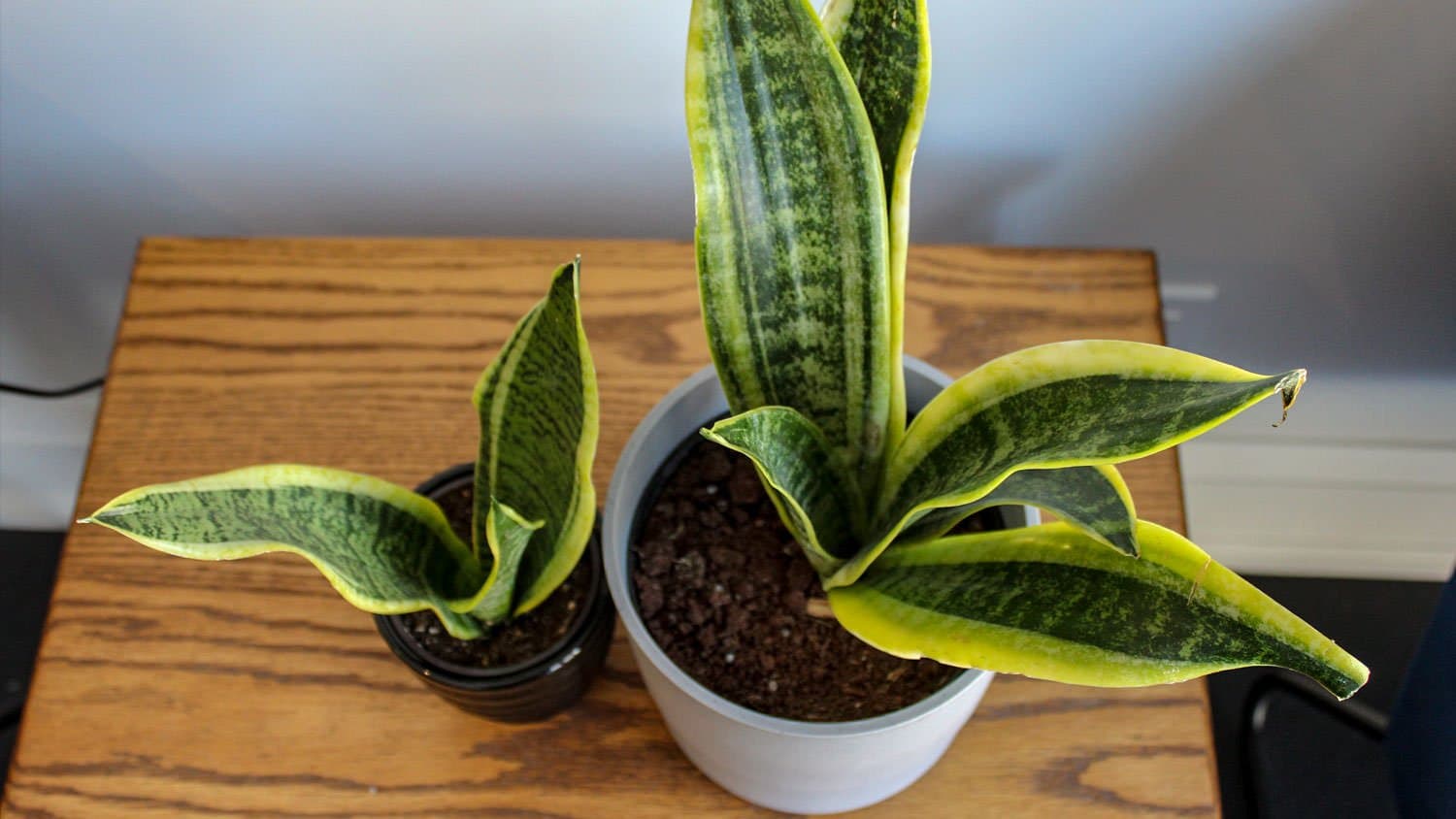 Snake Plant