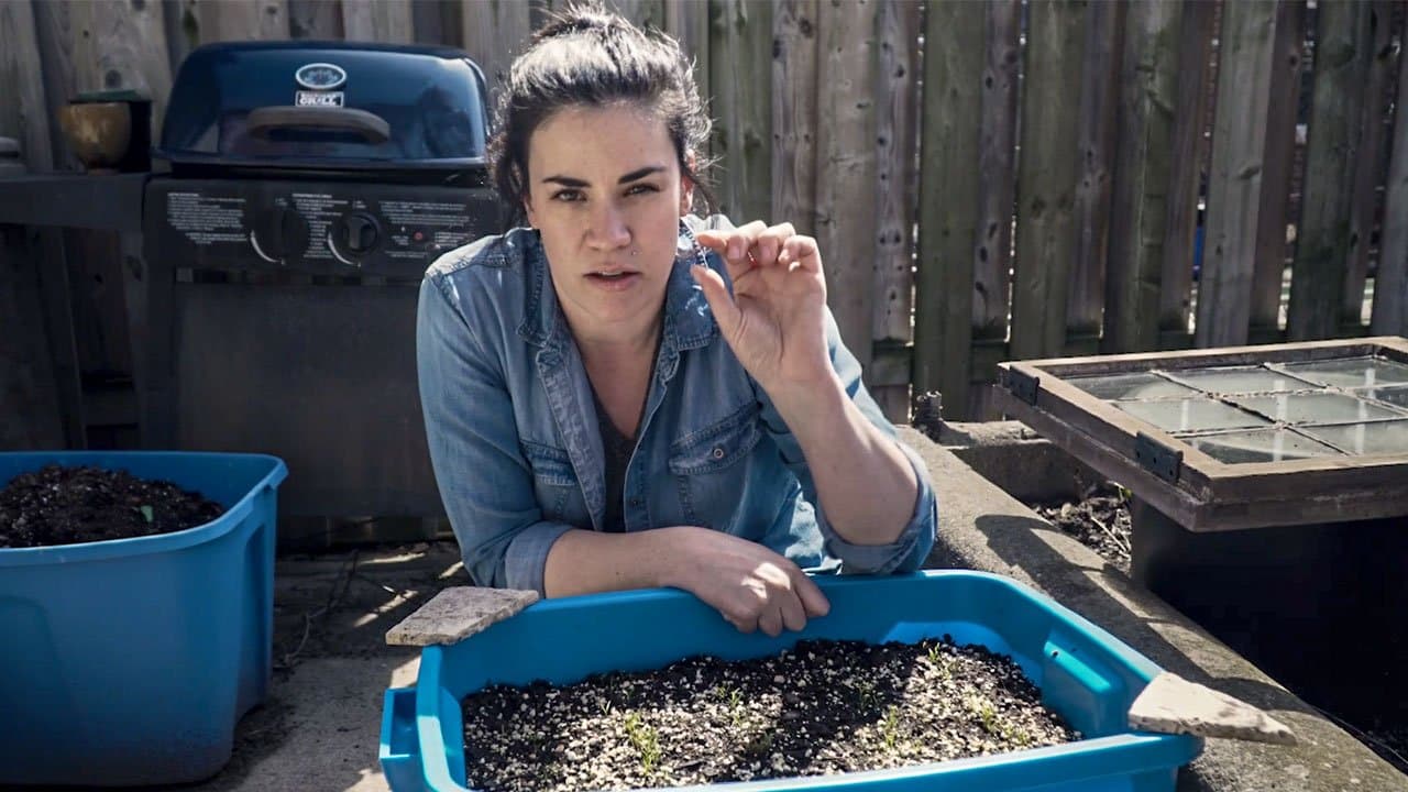 Growing Carrots In Containers - Update 1