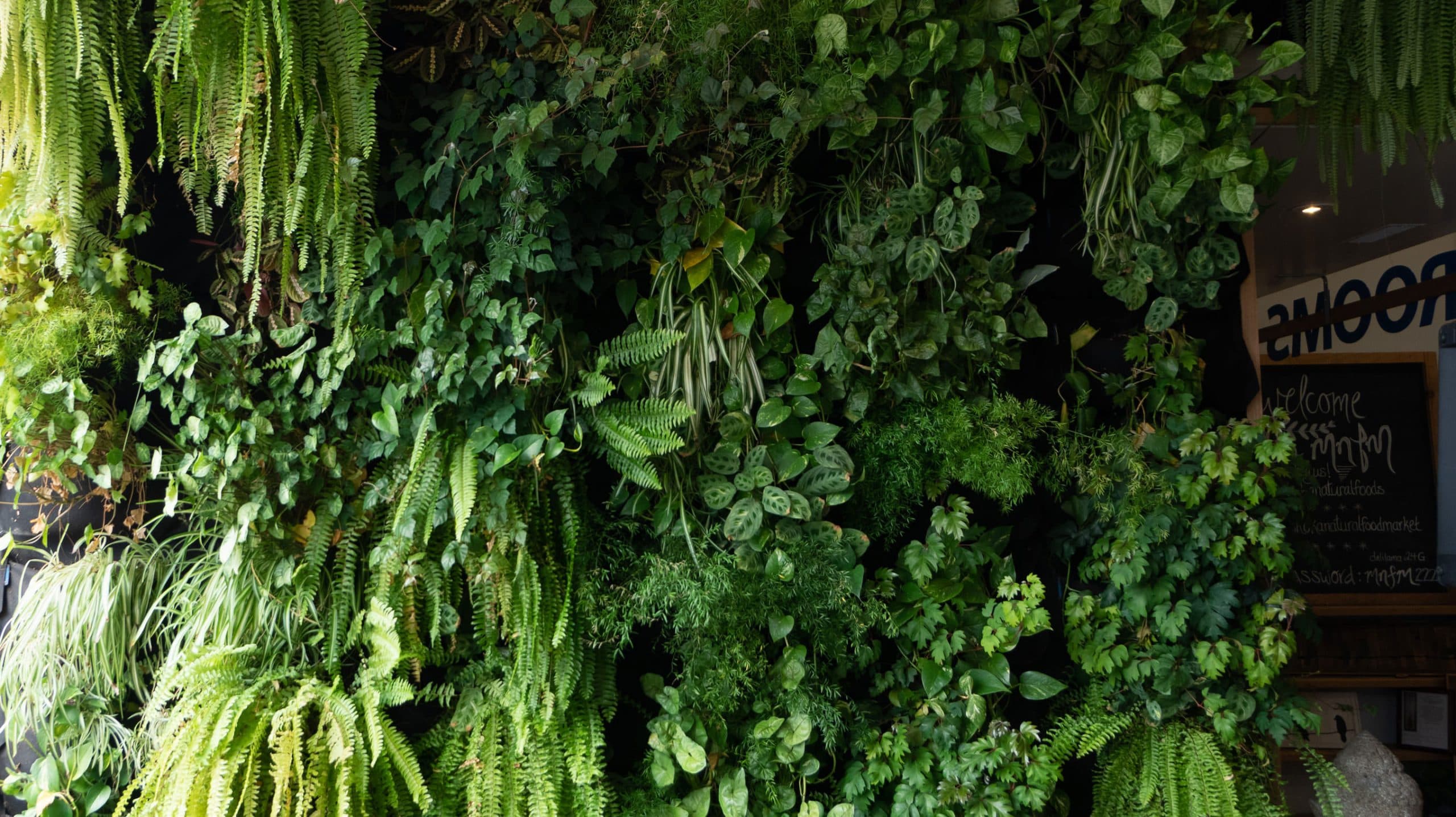 Installing a green wall
