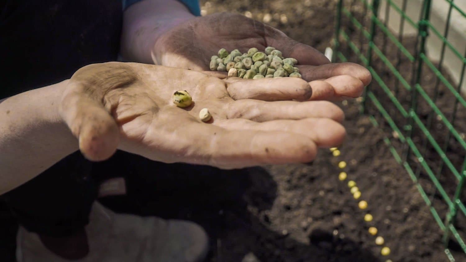 Planting Peas