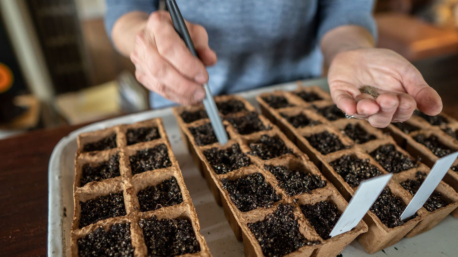 A first time gardener’s journey in seed starting