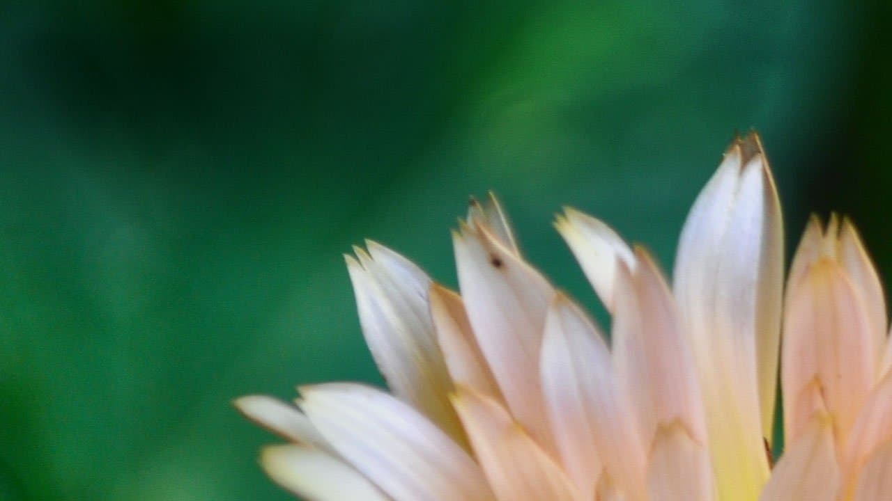 Managing your outdoor garden | ask gardenstead 004