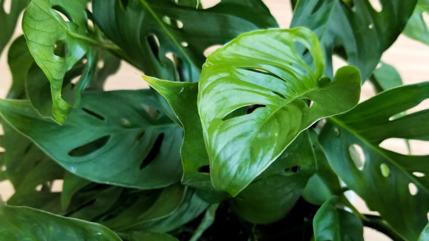 Tips for healthy houseplants this winter