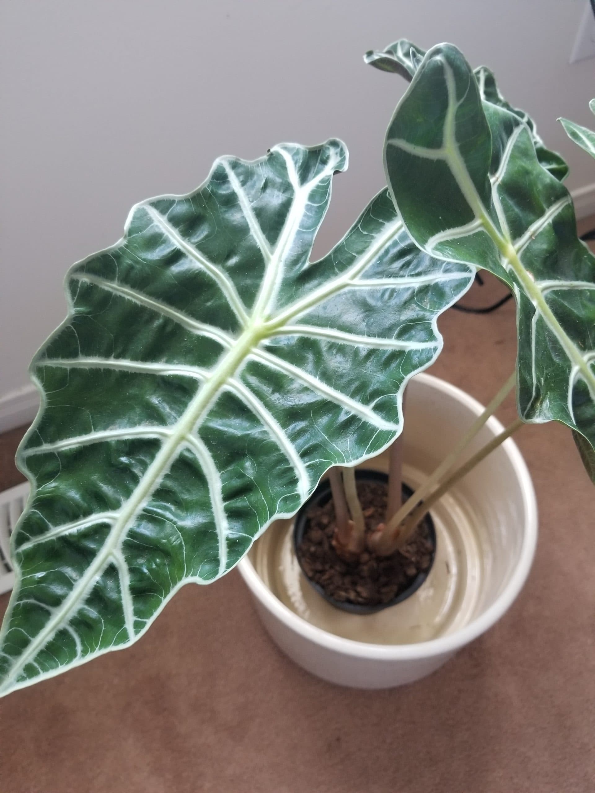 What you don’t know about your alocasia polly