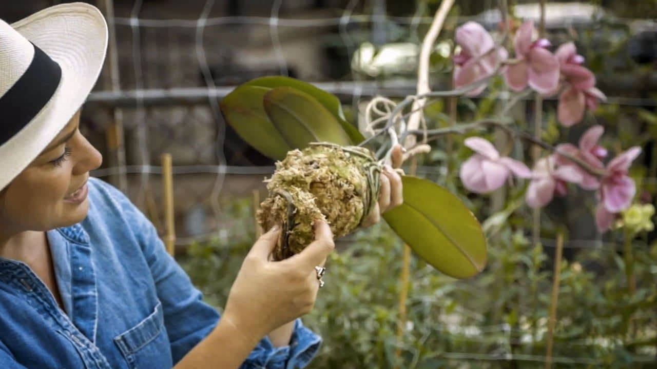 How to not kill your orchid | ask gardenstead 010