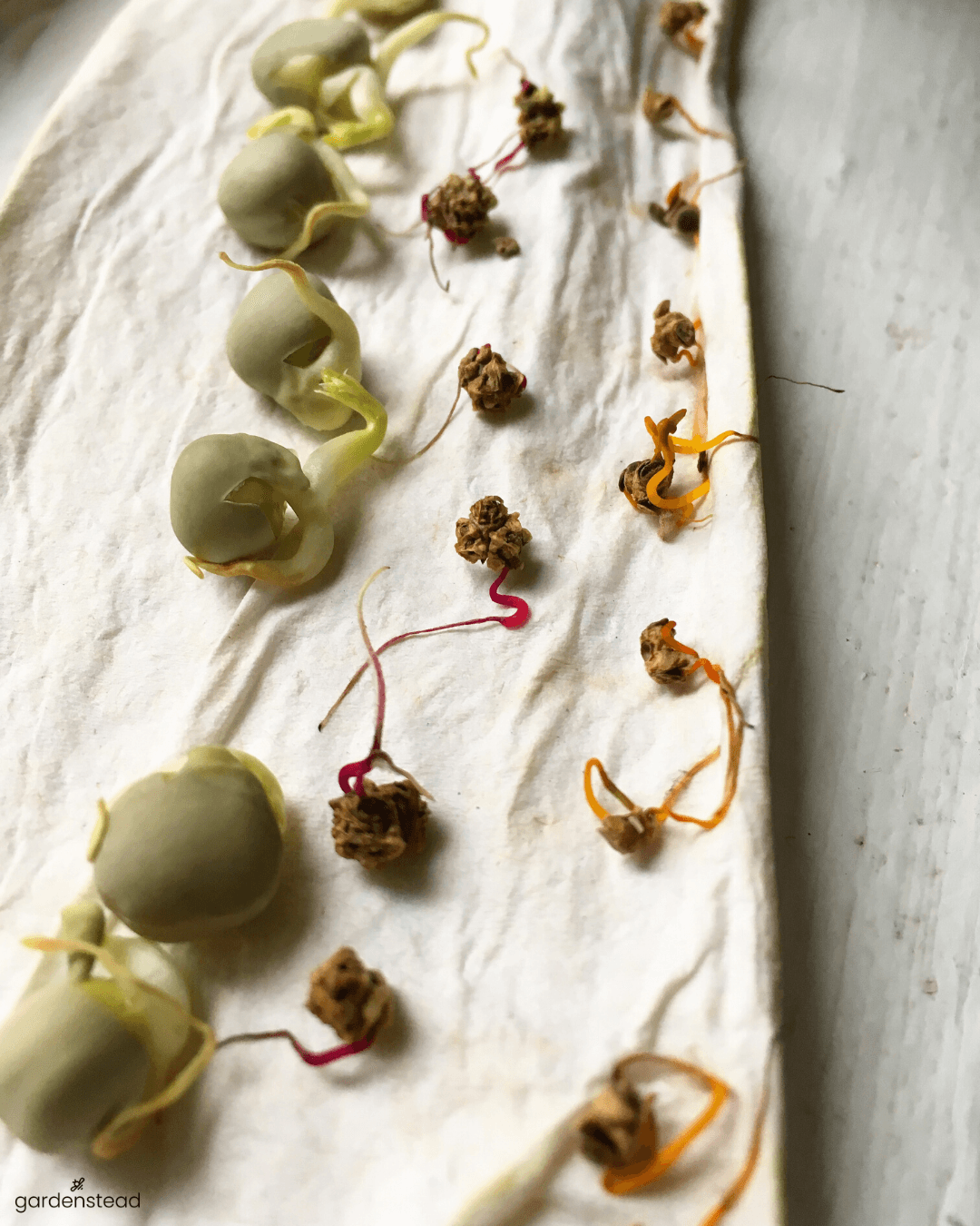 Your old seeds: will they grow?