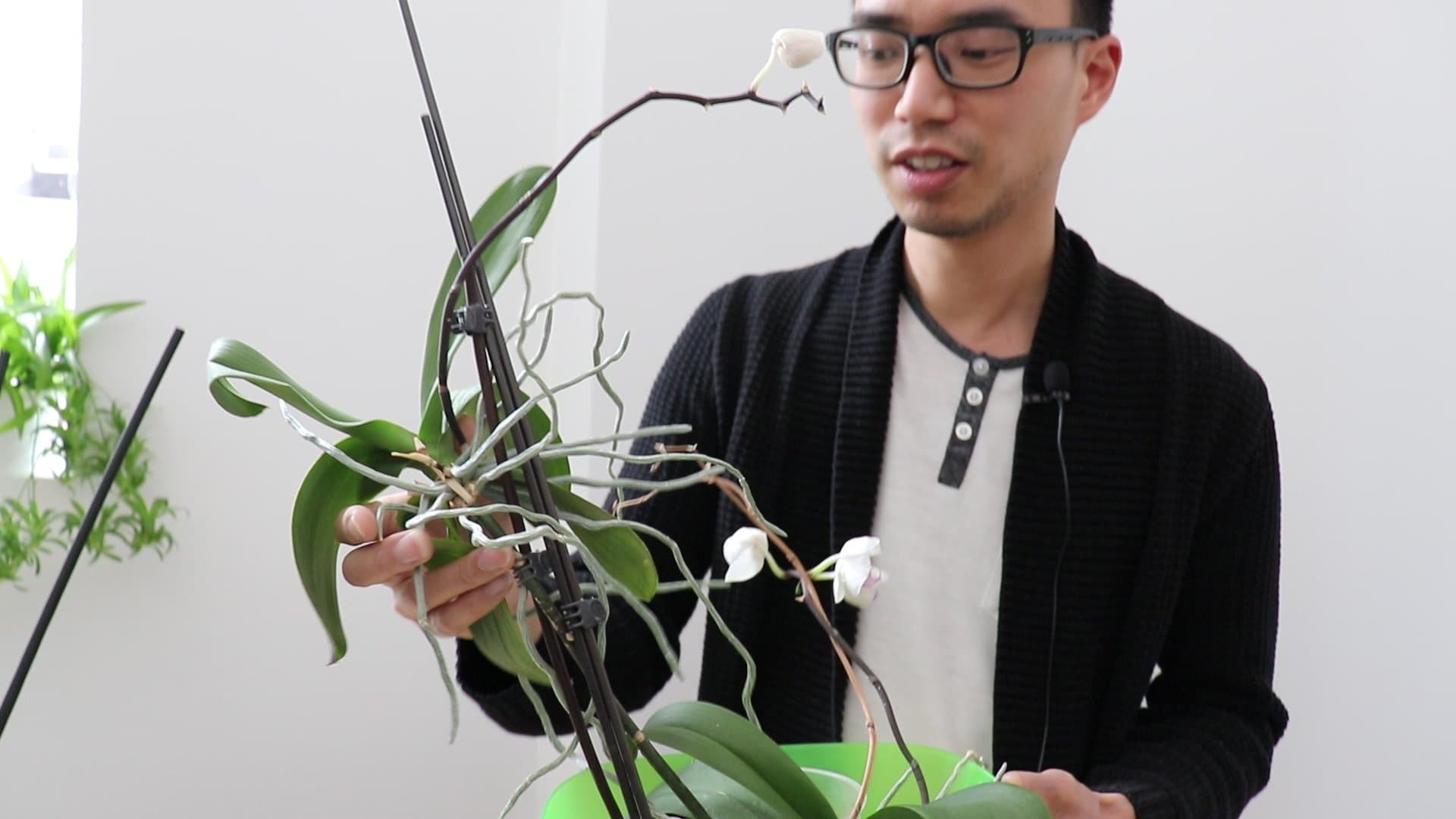 Orchid repotting with House Plant Journal | ask gardenstead 015