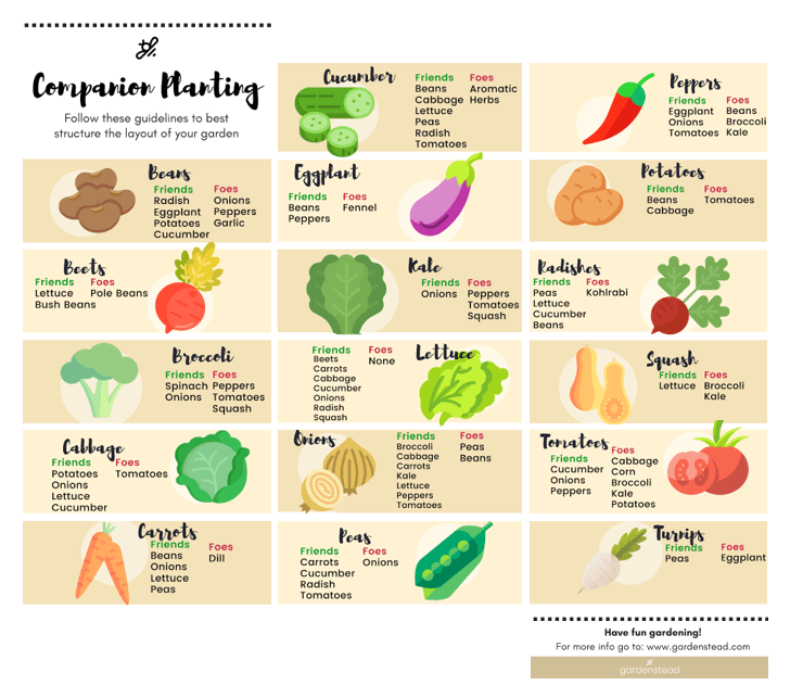 companion planting