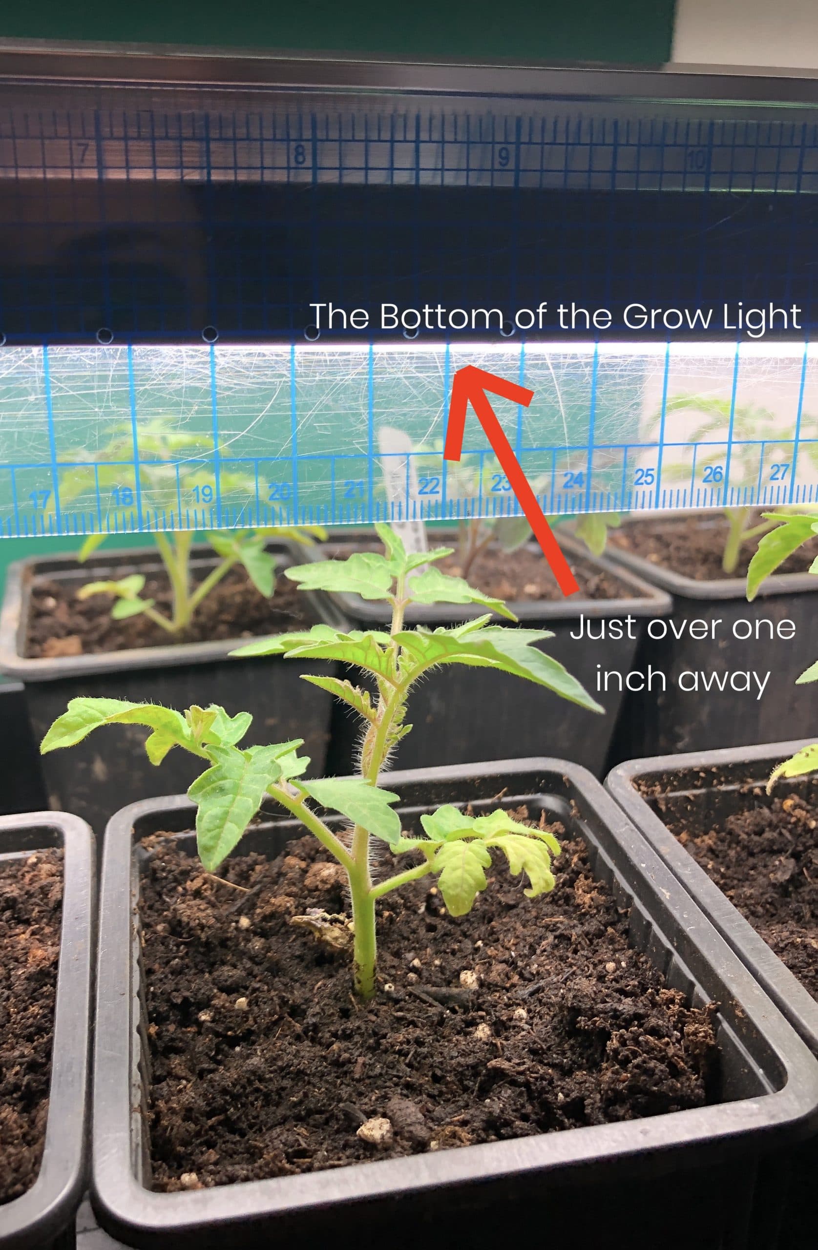 Goodbye to leggy seedlings