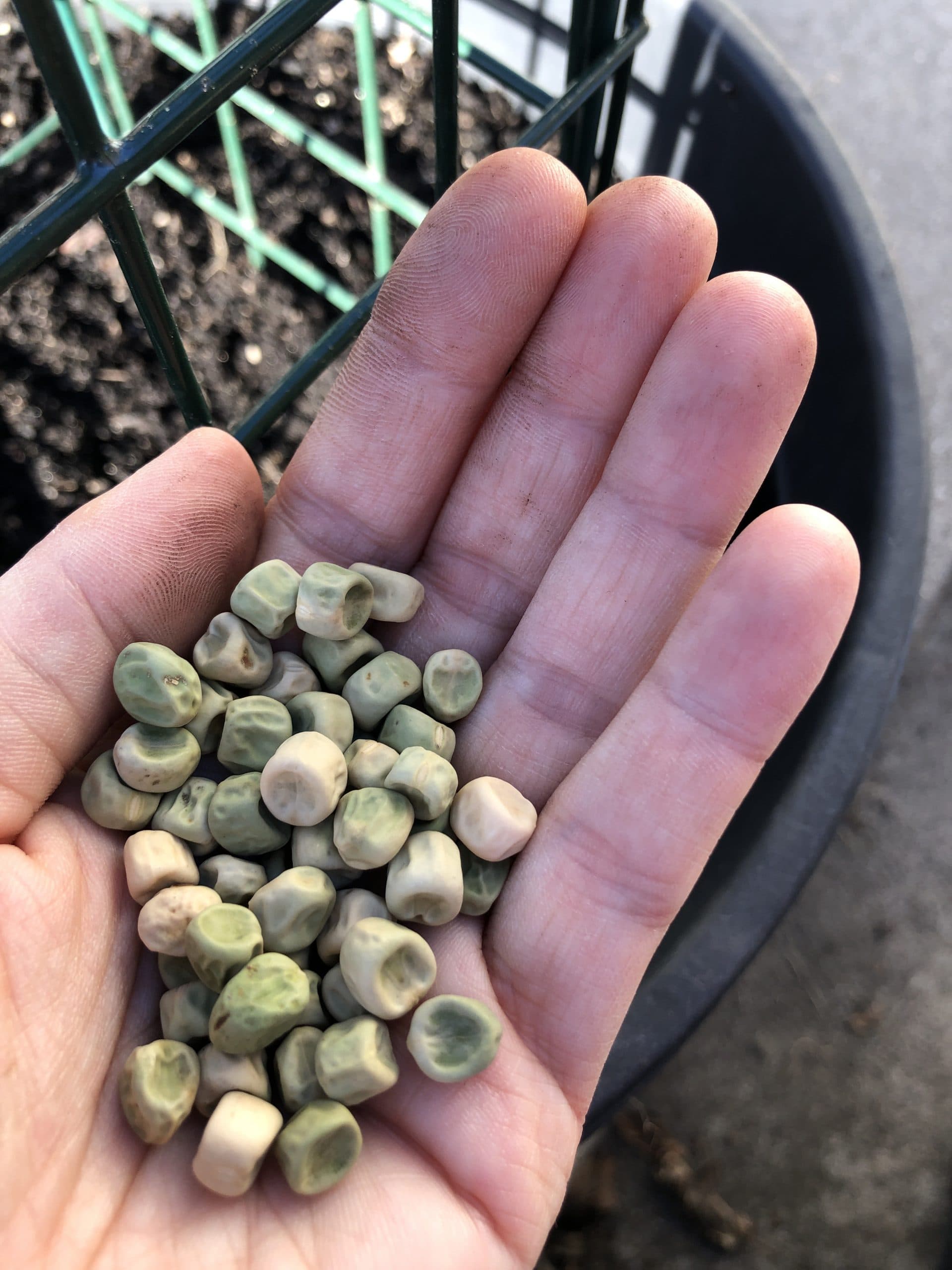 Peas: how-to plant, maintain & harvest