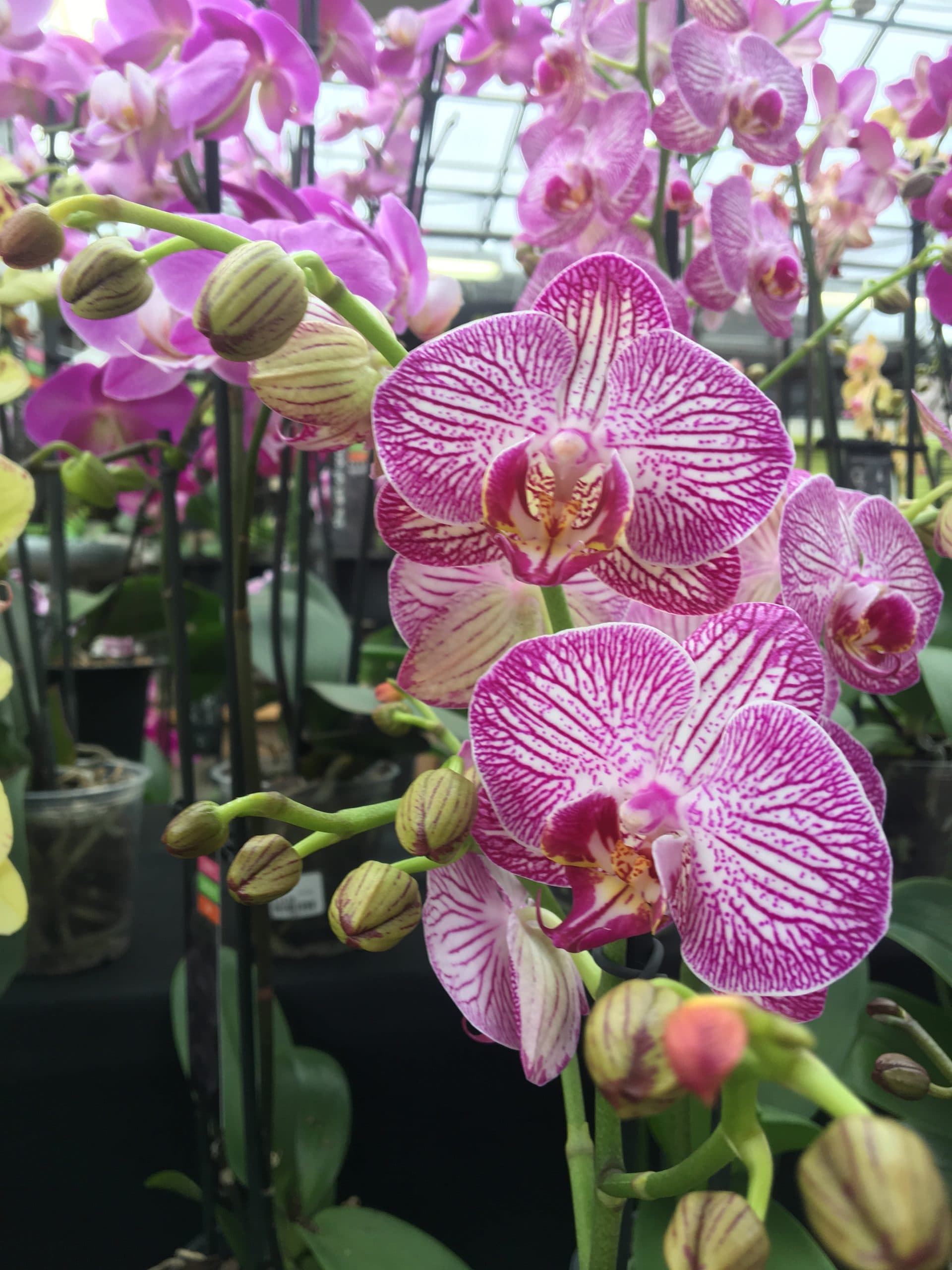 Orchid care guide