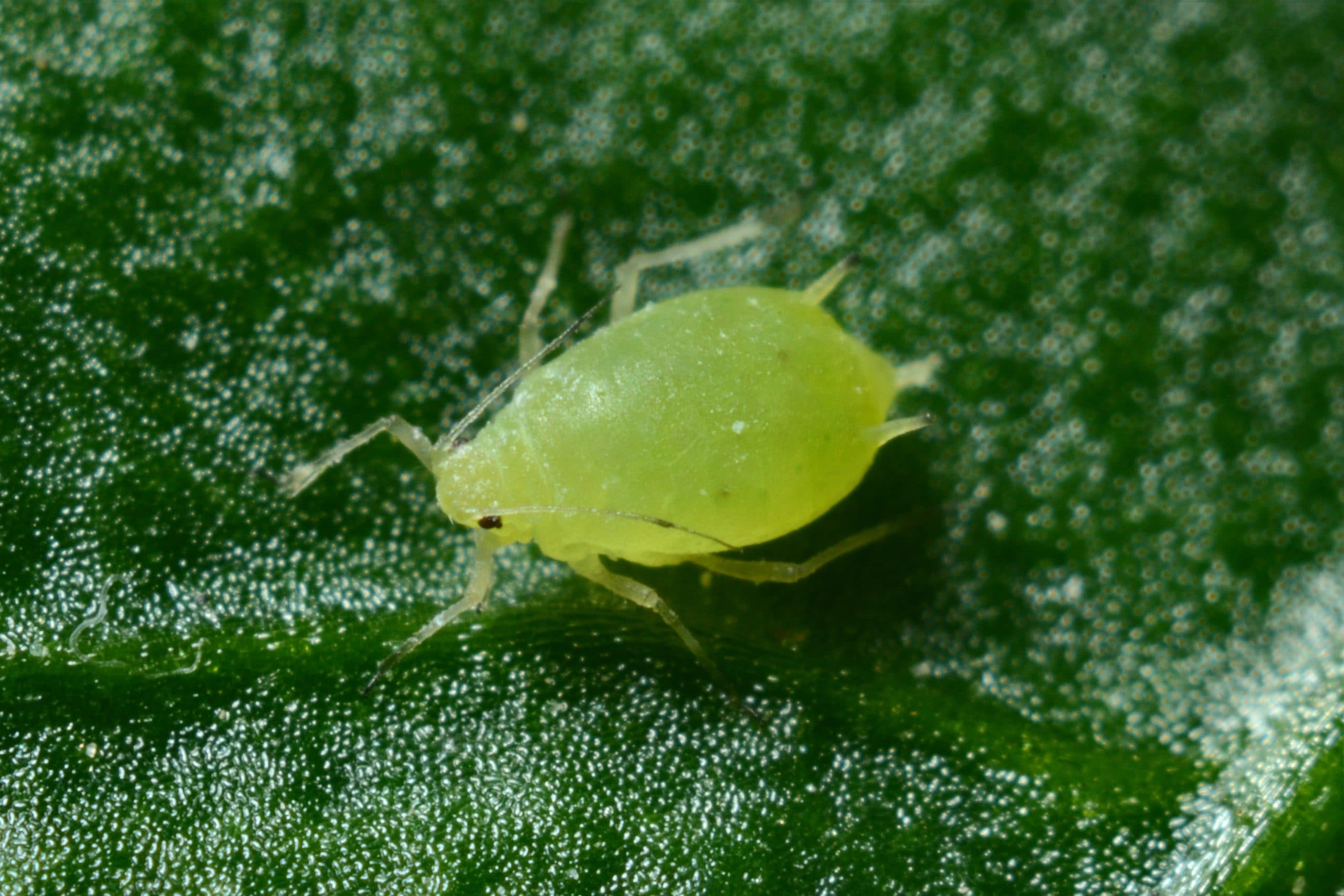 How to deal with garden pests
