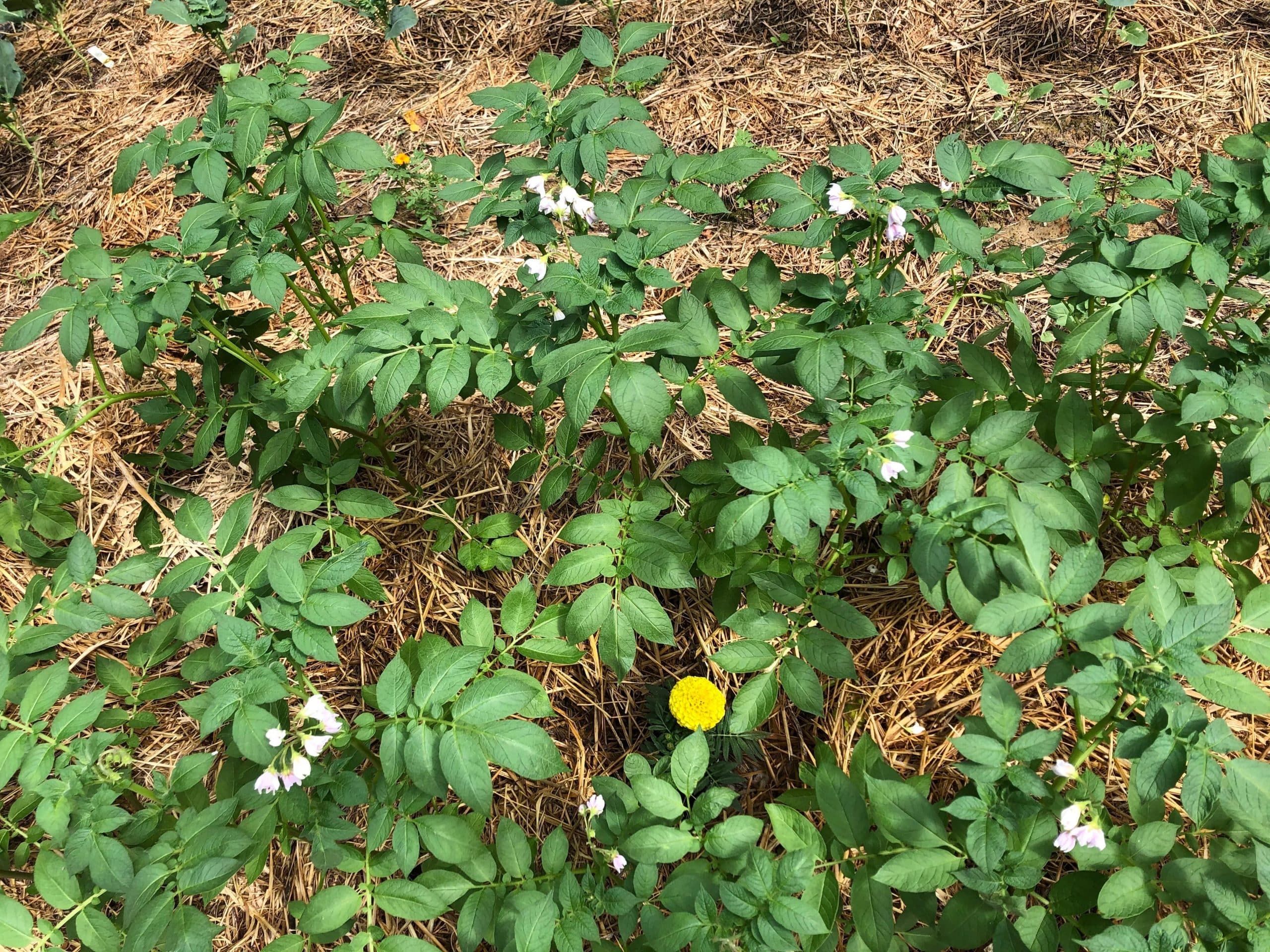 Diary of a vegetable gardener – white mold