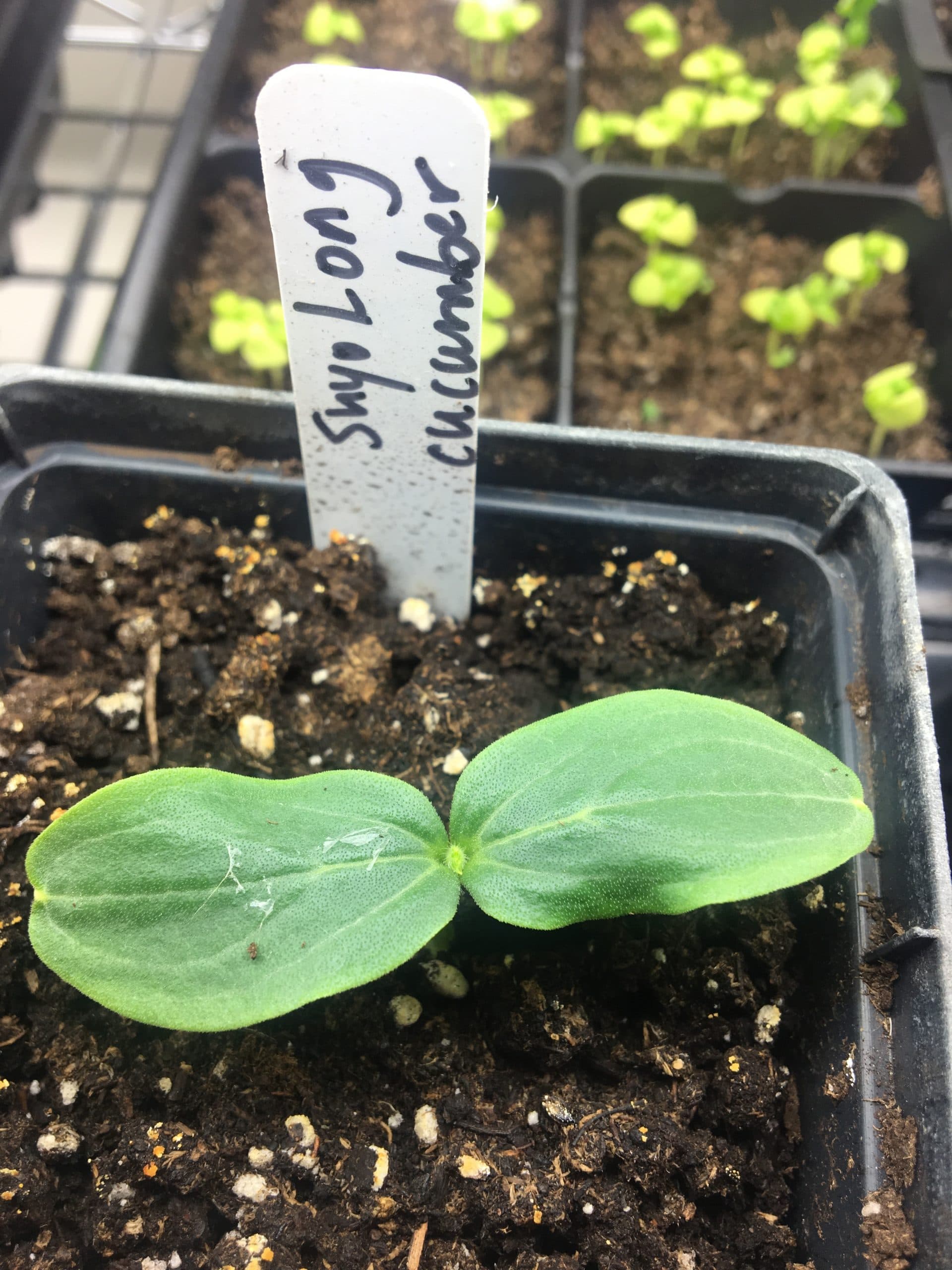 How to grow cucumbers
