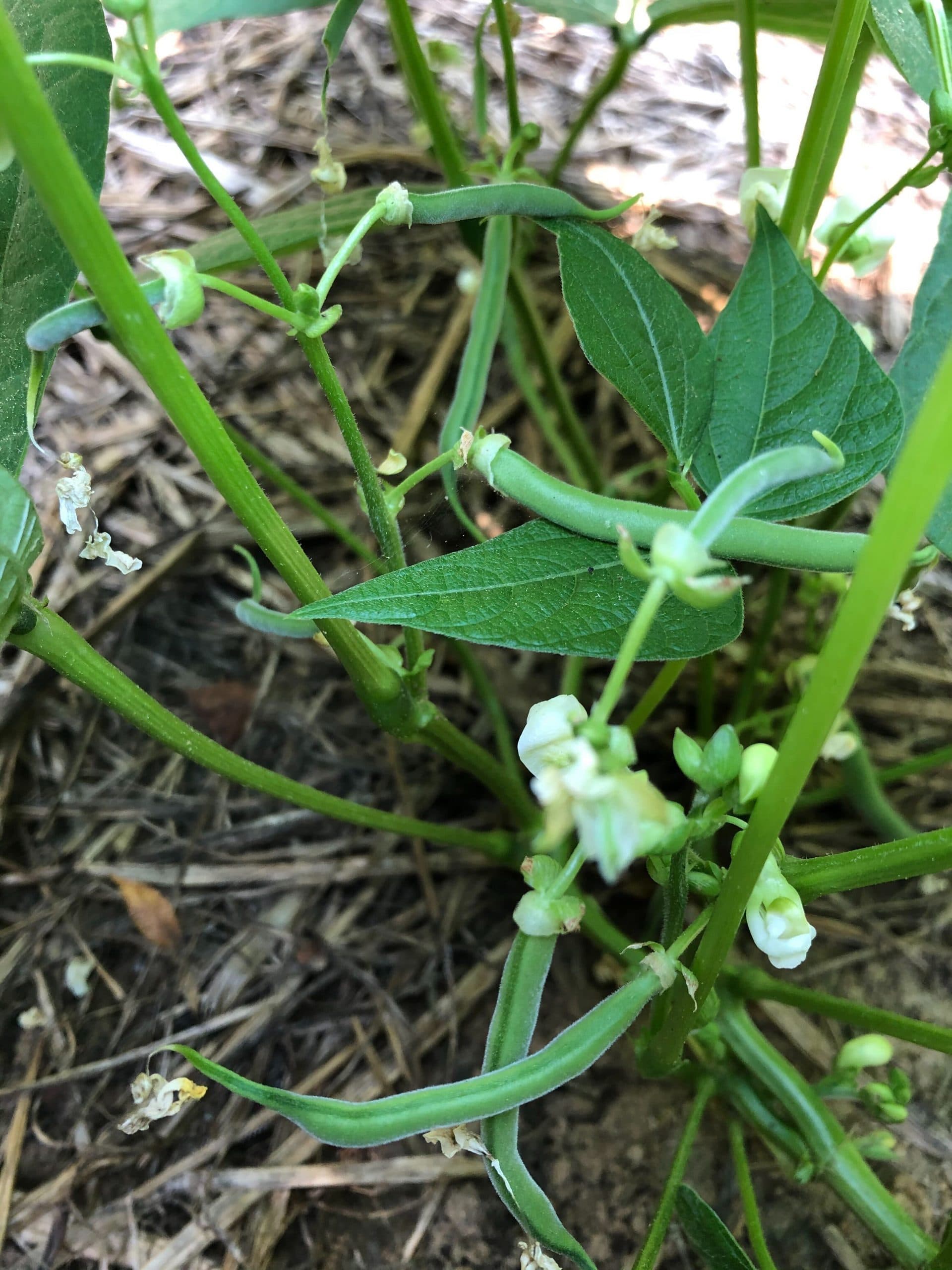 How to grow bush beans – an easy-going plant