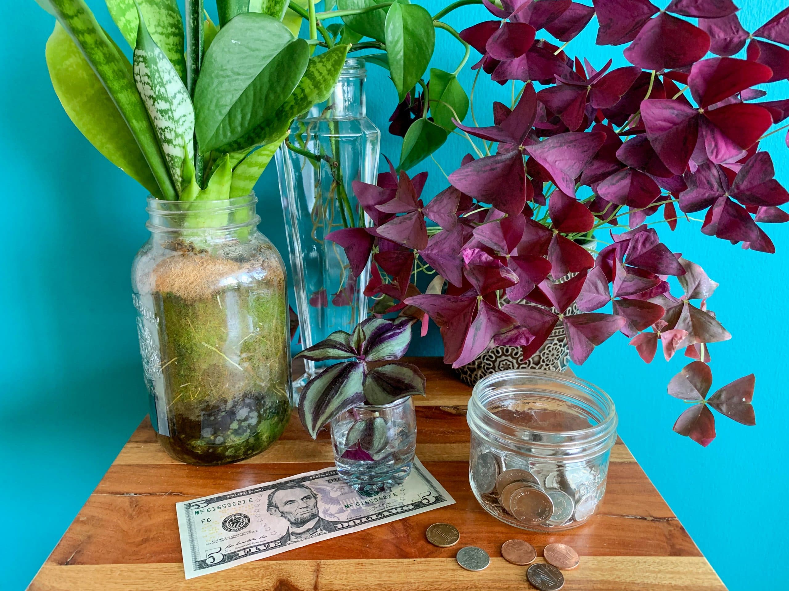 Houseplants on a budget