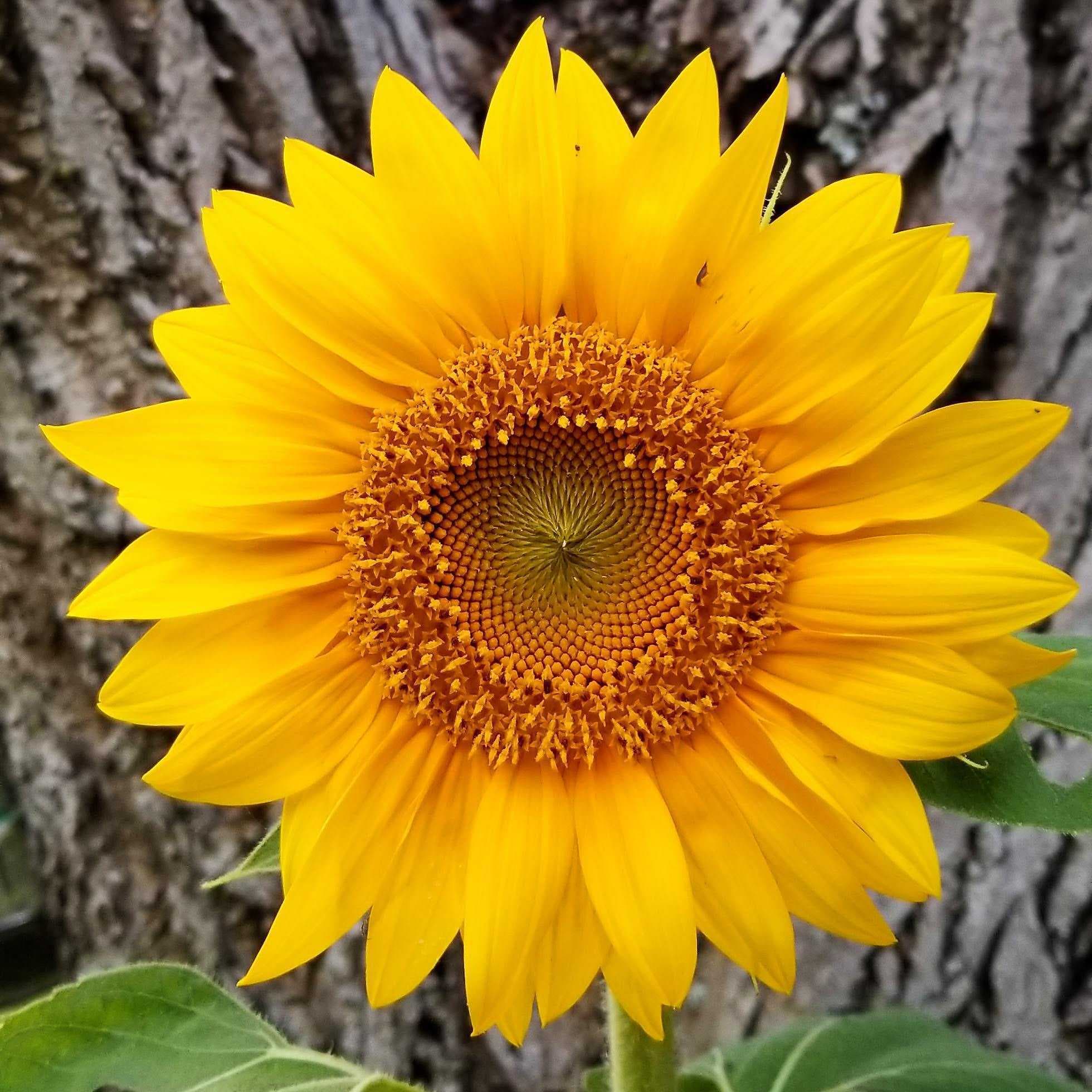 How to grow sunflowers