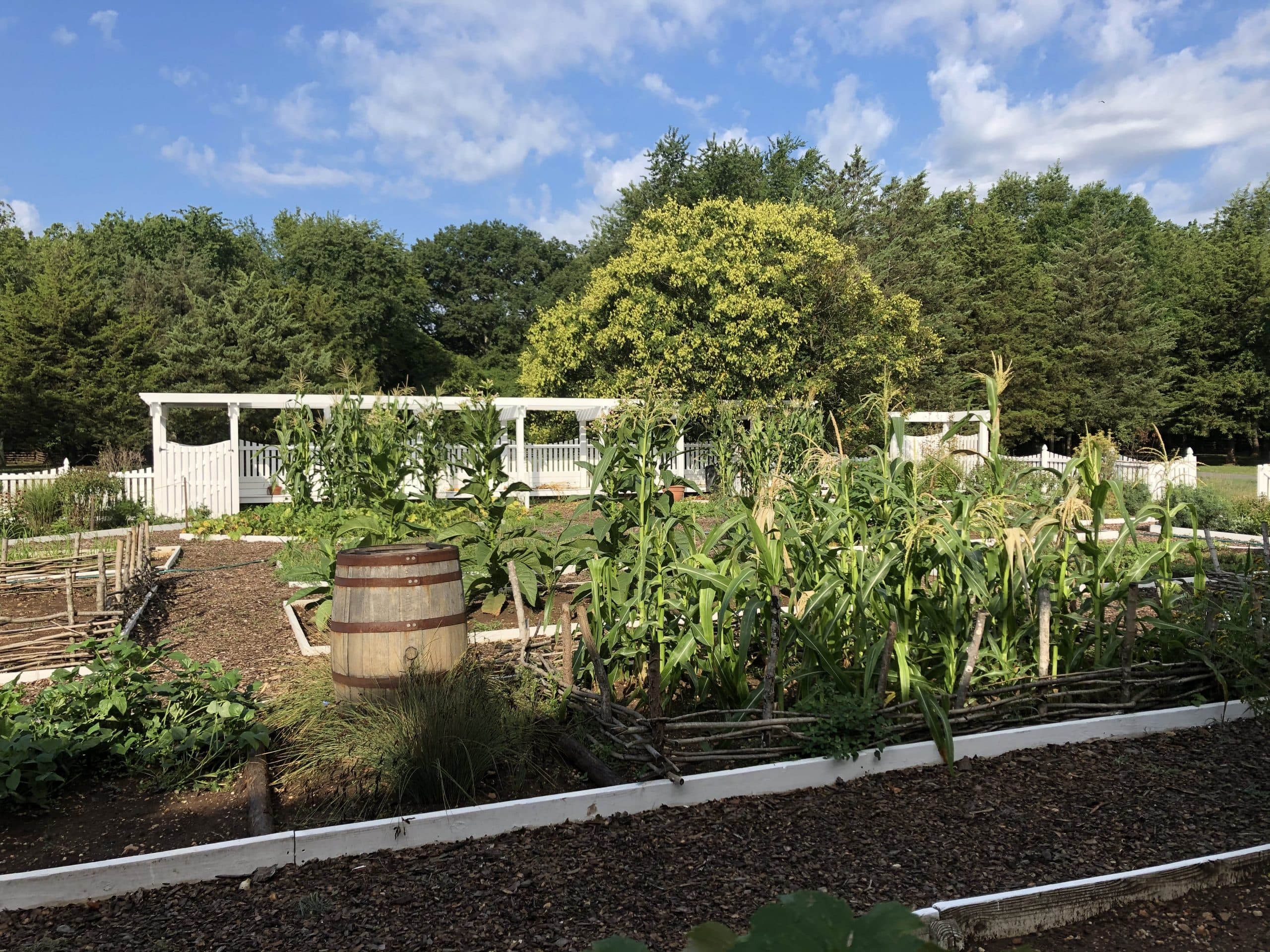 How George Washington Inspired My Garden Evolution