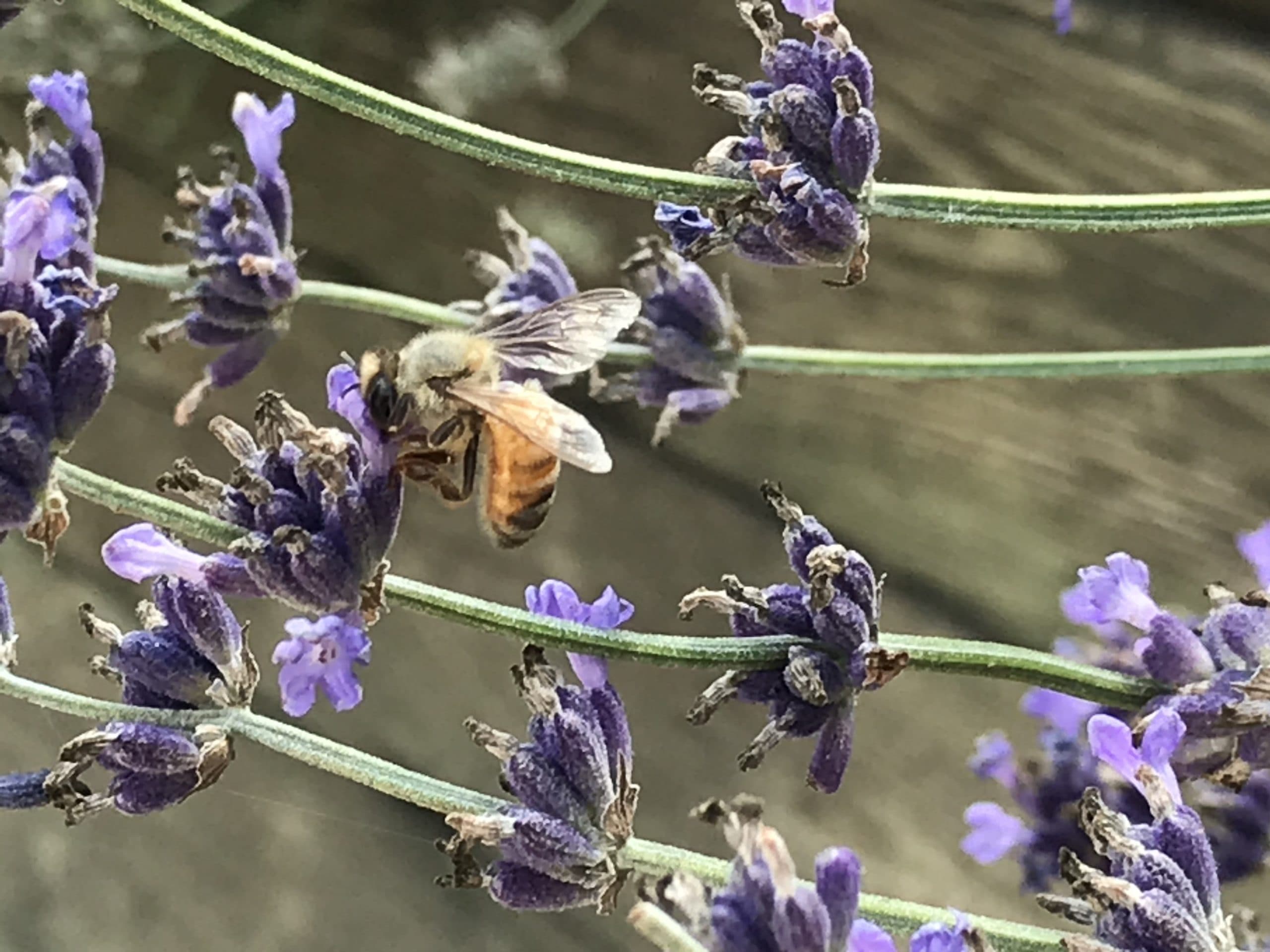 Creating a bee-friendly garden