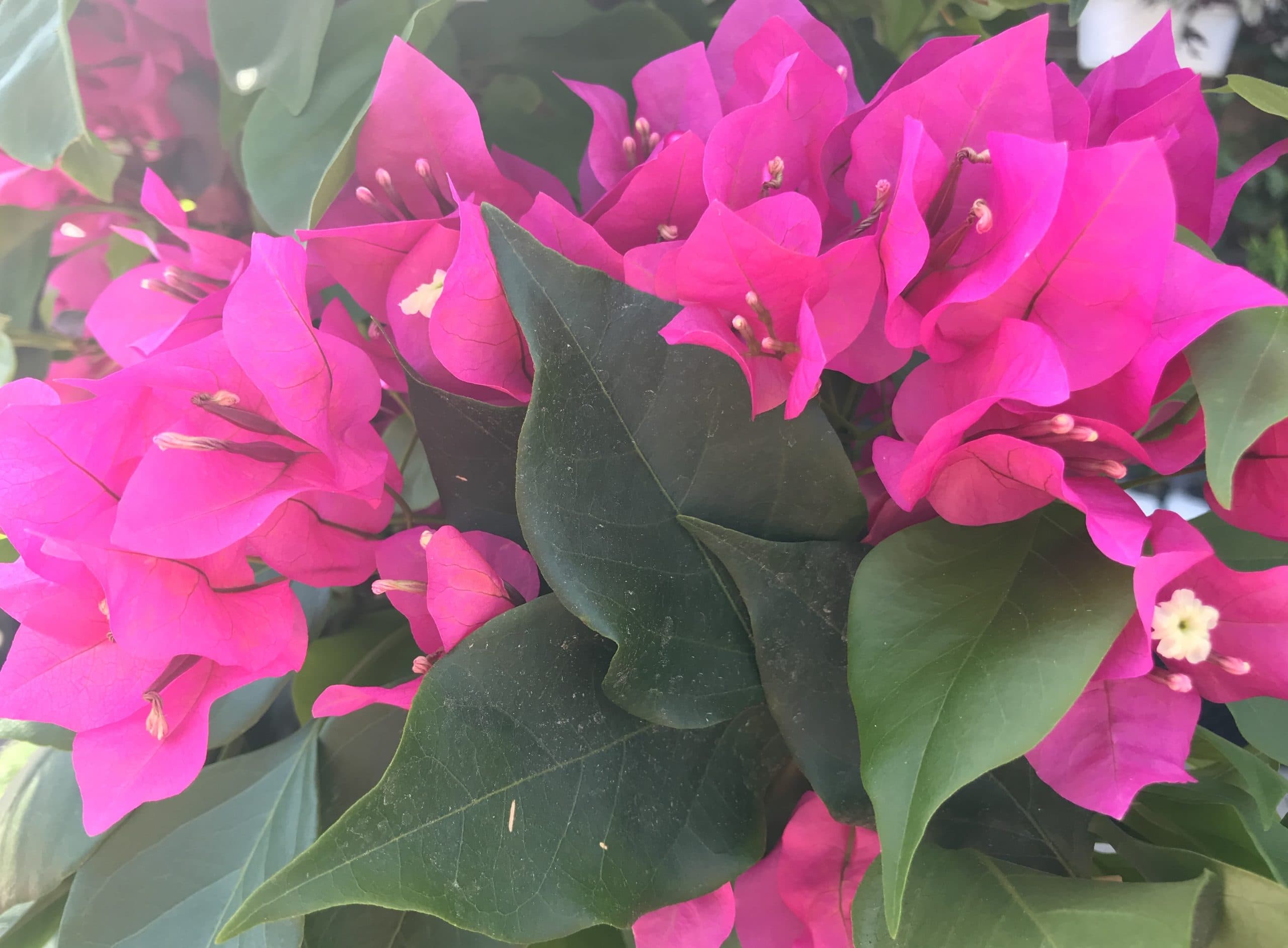 How to Create a Tropically Inspired Garden