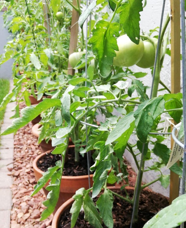 The History of the Tomato