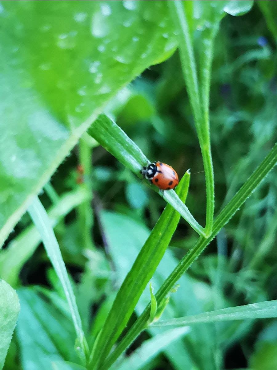 Ladybugs: a gardener’s best friend