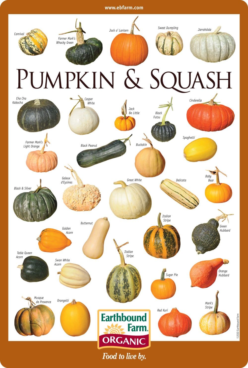 How to identify & choose the right pumpkin or winter squash