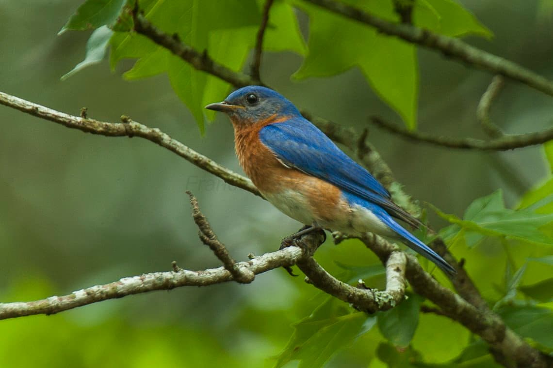 Eastern Bluebird on a branch
