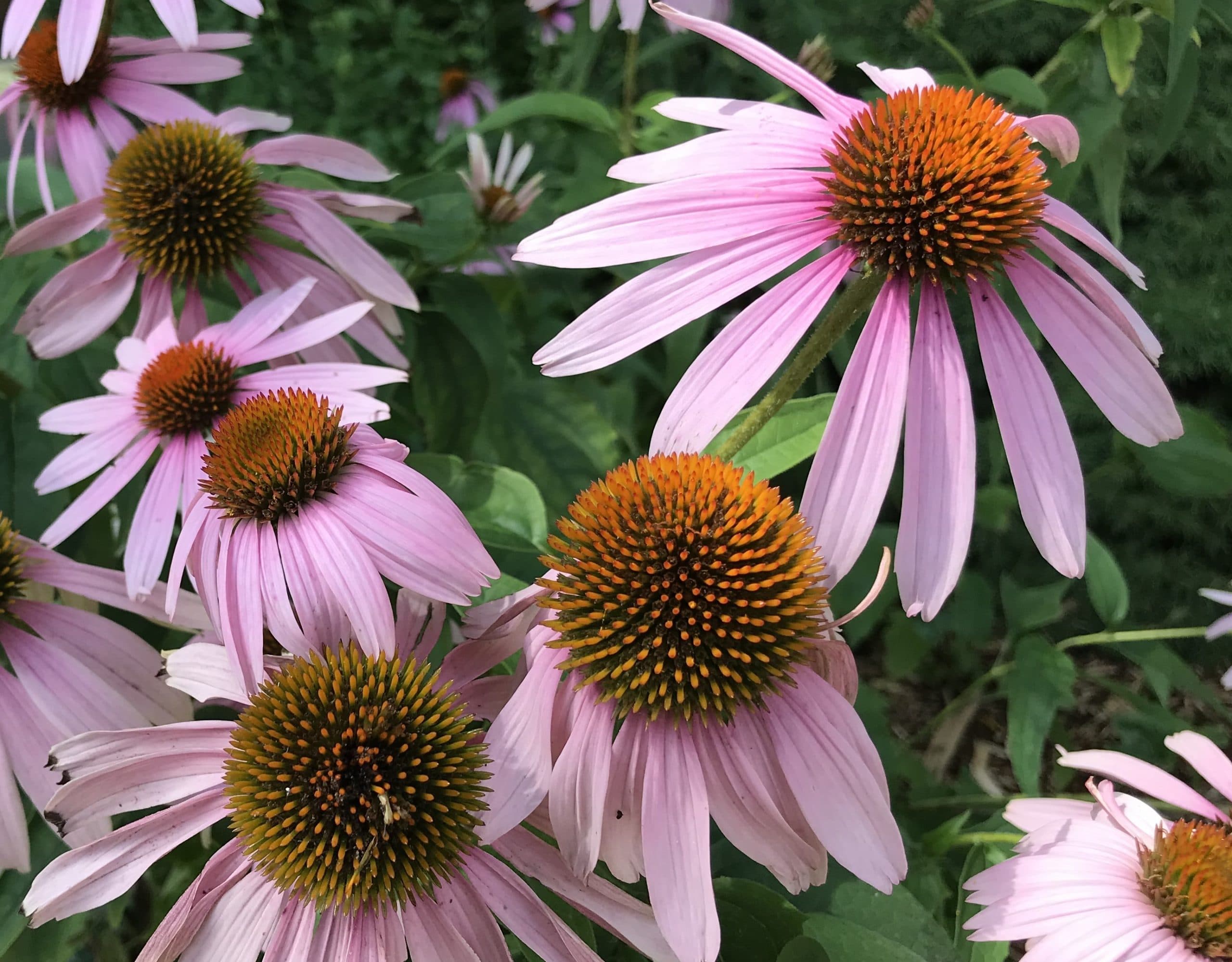 Echinacea flower
