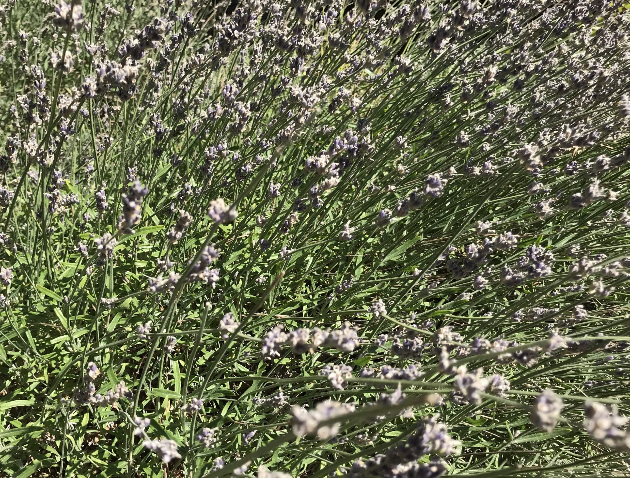 English Lavender plant