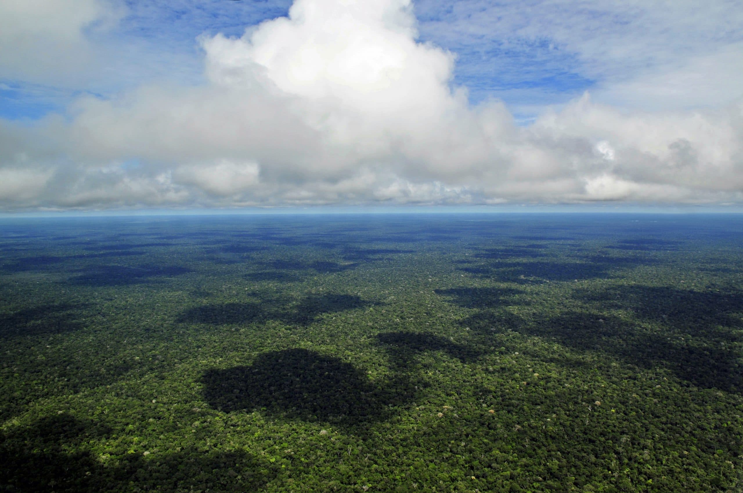 Amazon from Above; Amazon, Rainforest, Forest, Giant Lily Pads, Victoria Amazonica, Lungs of the Earth
