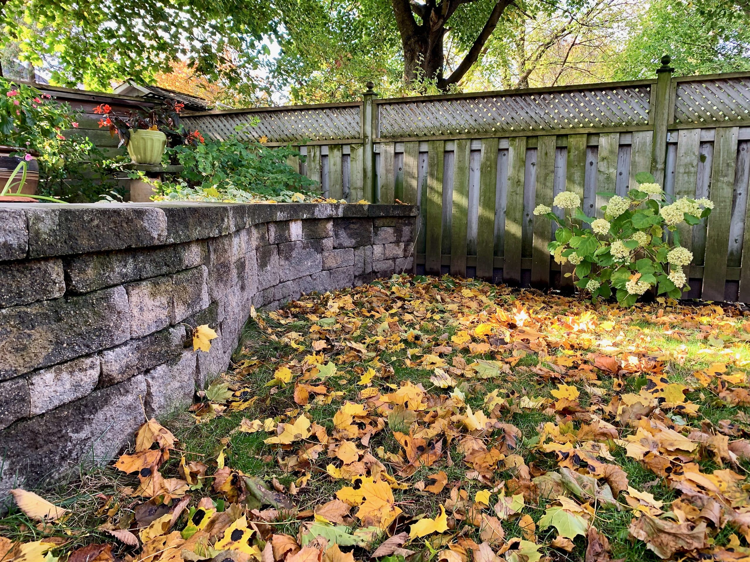 Garden Fallen Leaves