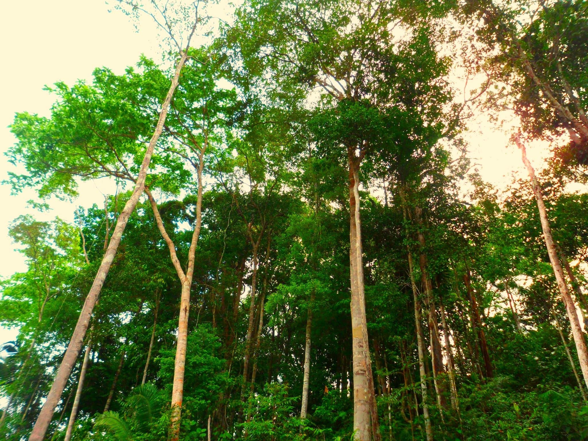 Photo 1 - Amazon Rainforest