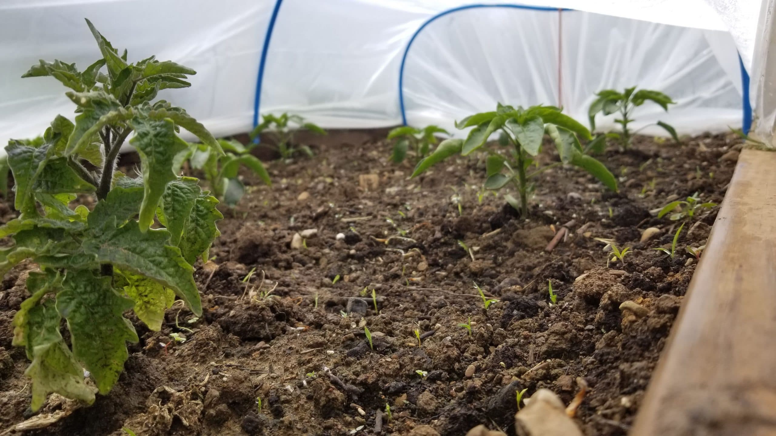 Row Cover frost