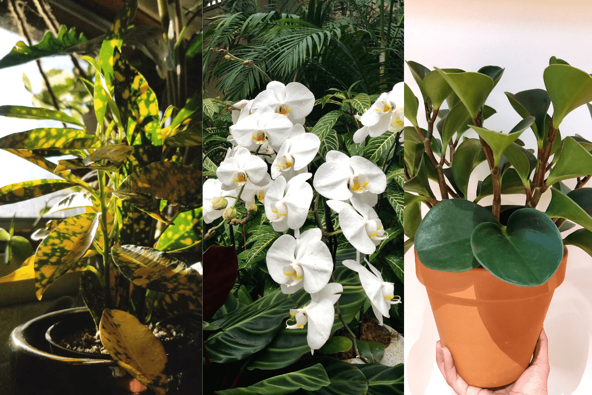 difficult houseplants
