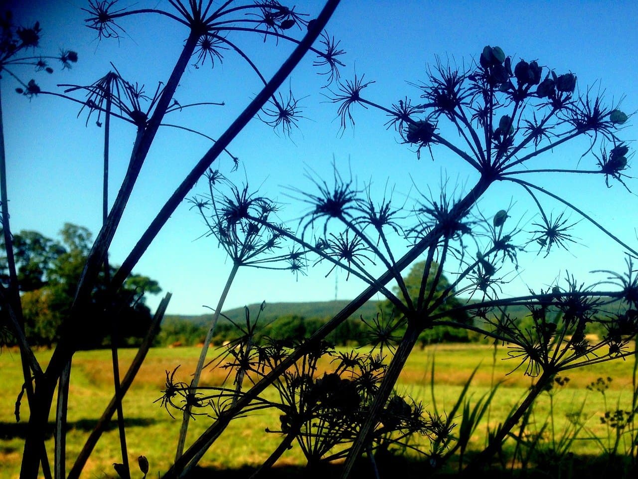 Farm Field