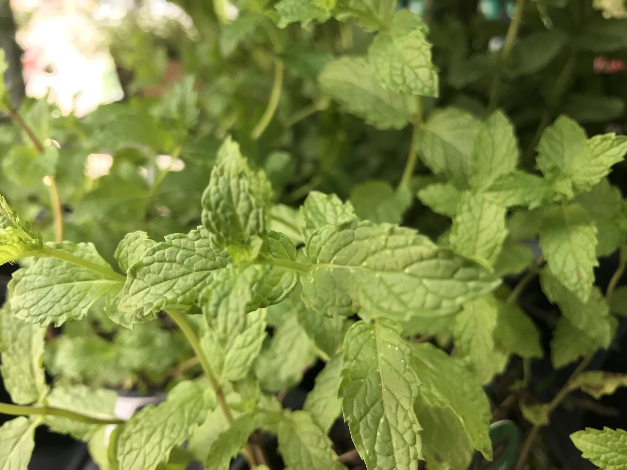 Photo 1 - Mint