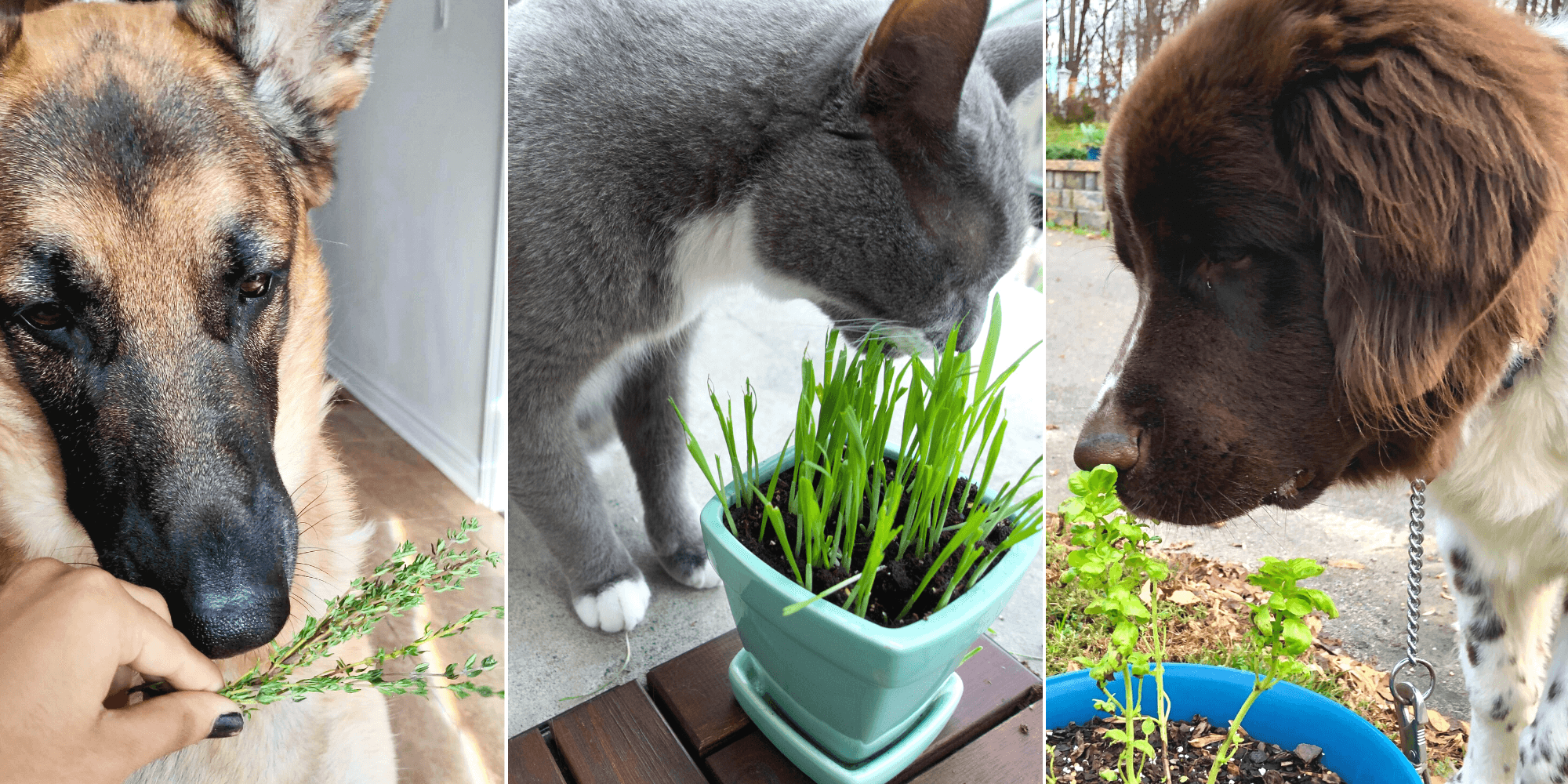 pets and plants
