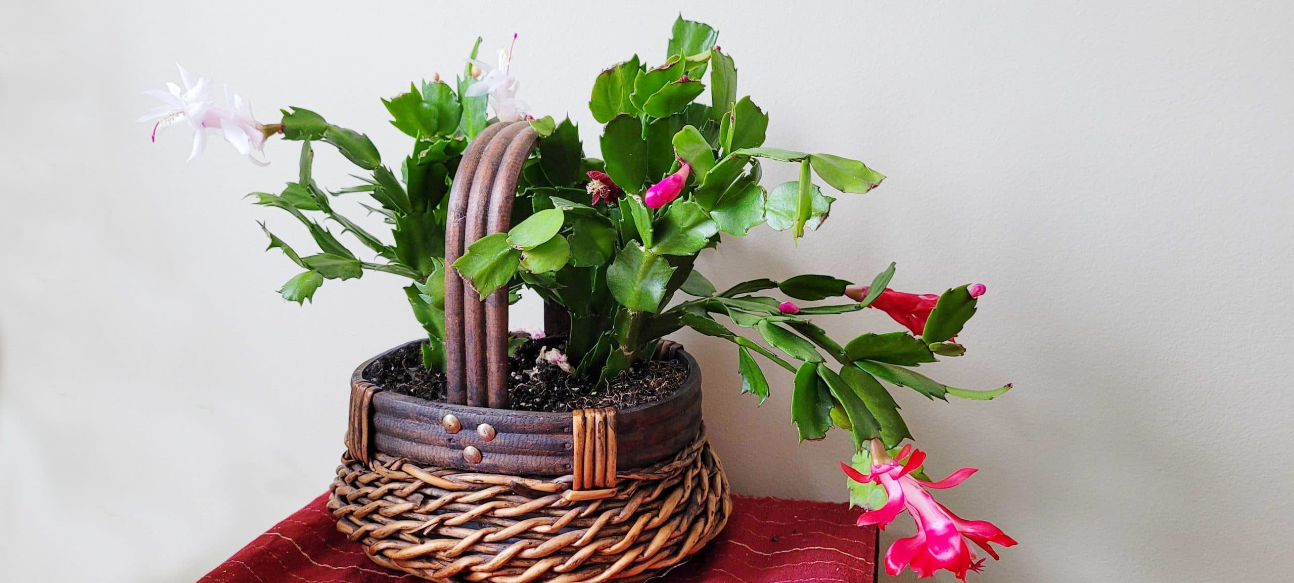 Holiday Cacti
