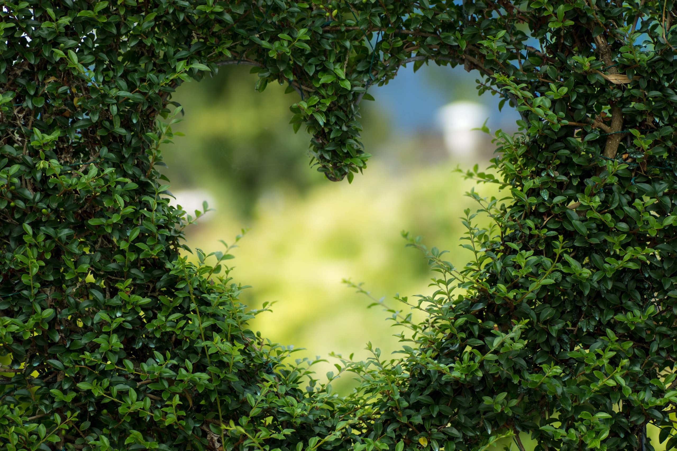 Photo 1 - Garden leaf heart