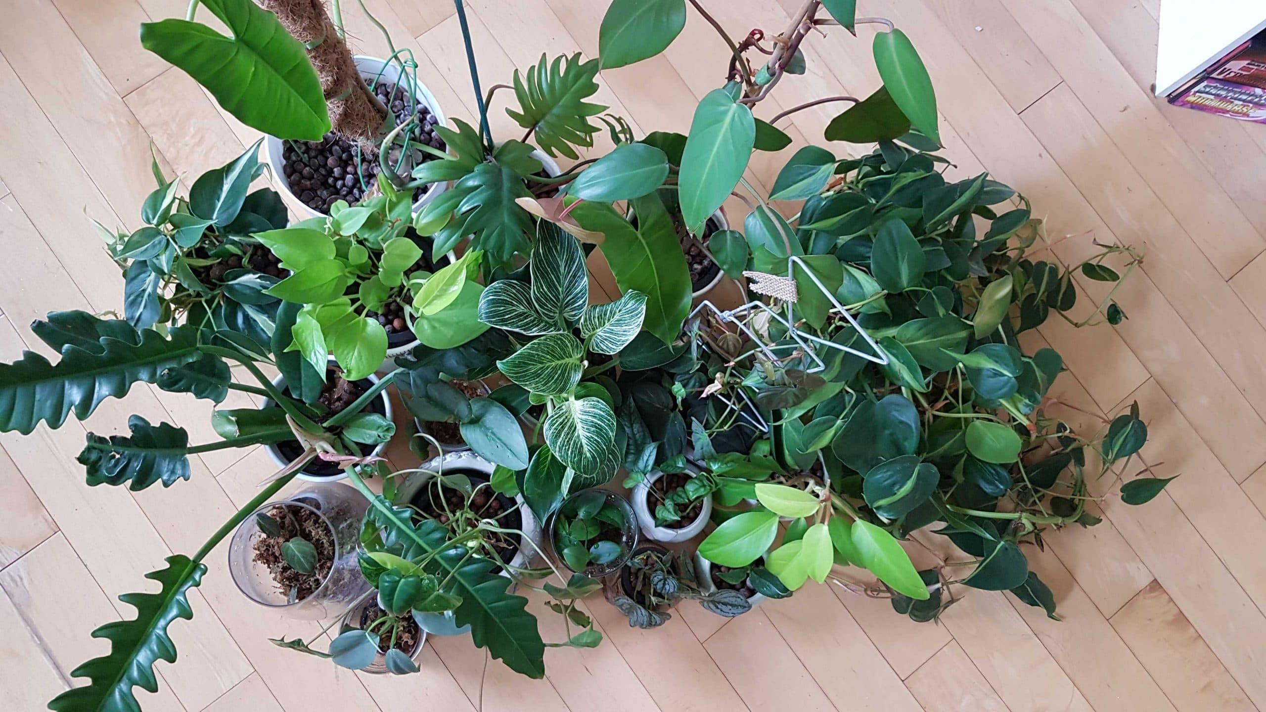 philodendron plant