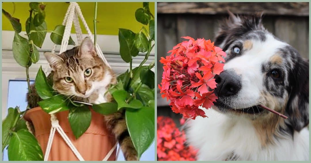 How to Keep Pets out of Plants