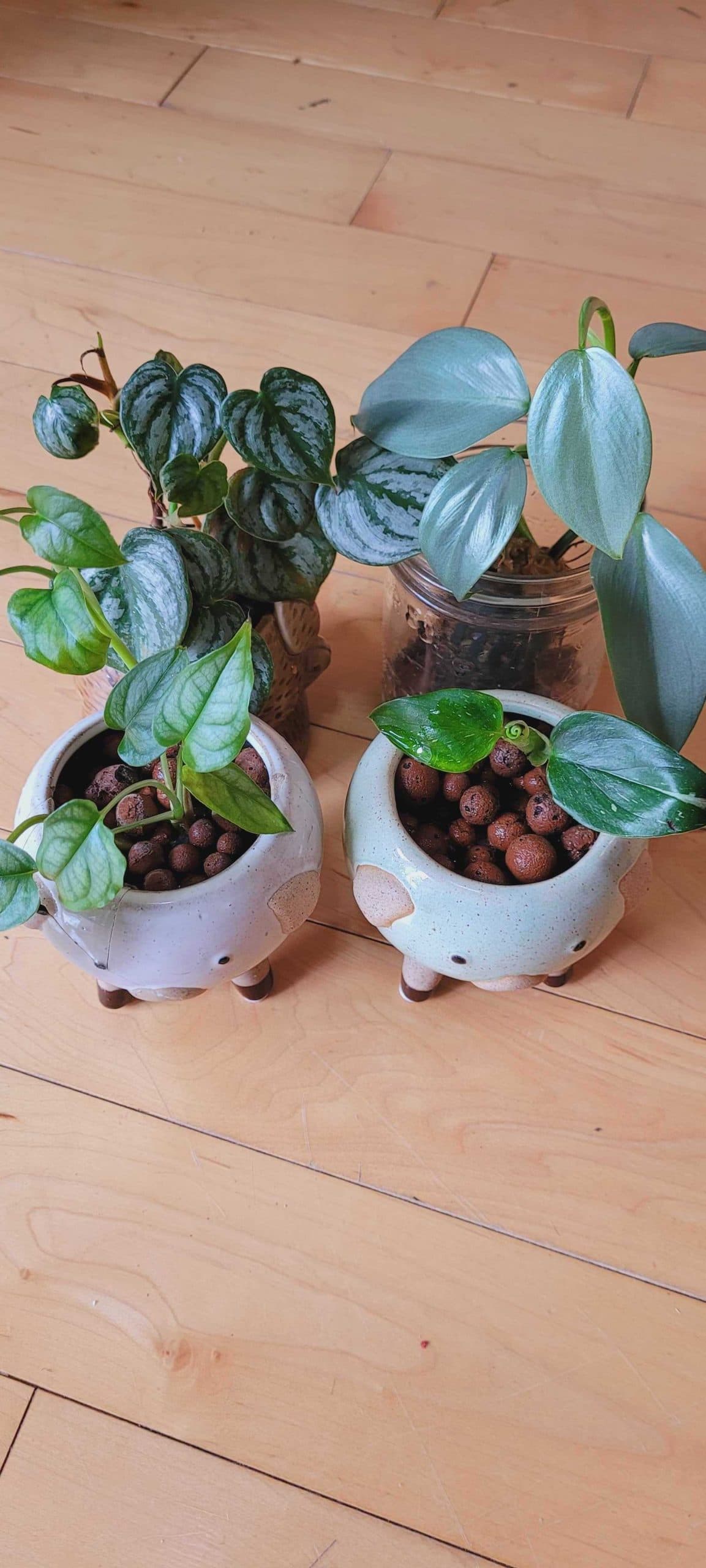 plants in leca