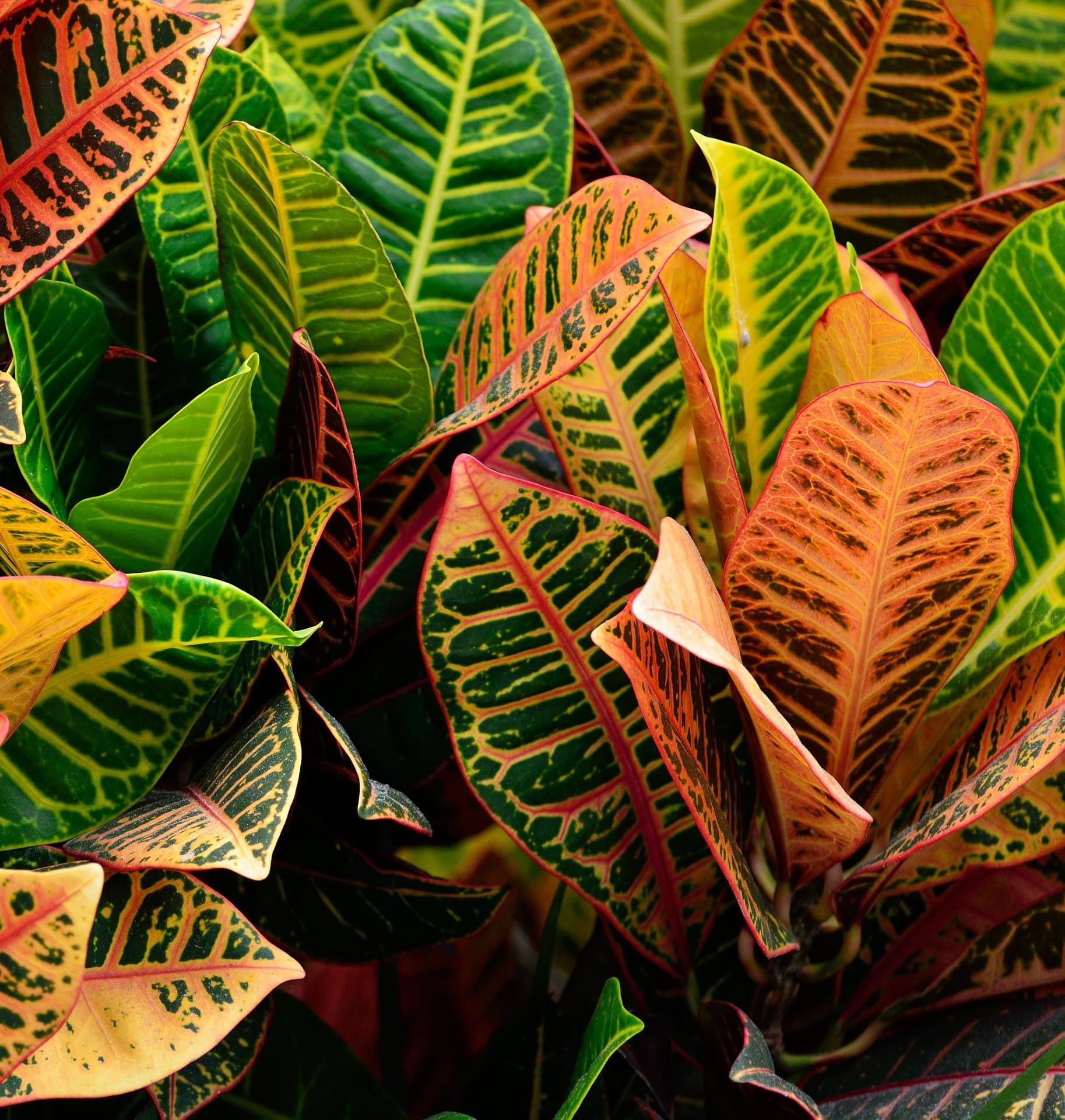 Croton Plant