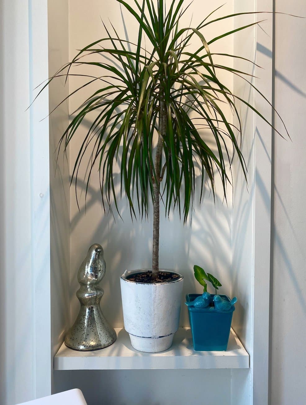 houseplant aesthetic